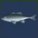 Angler