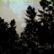 (DLC: Dark Forest) Dunkler Wald 
